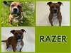 adoptable Dog in  named RAZER