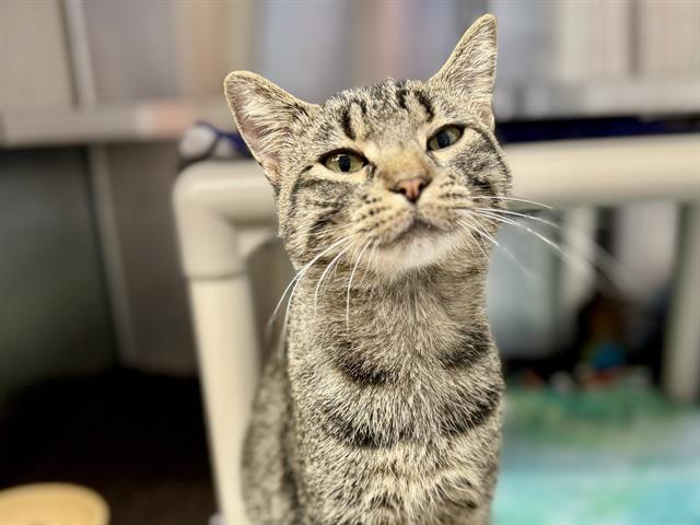 adoptable Cat in Ames, IA named OCHO