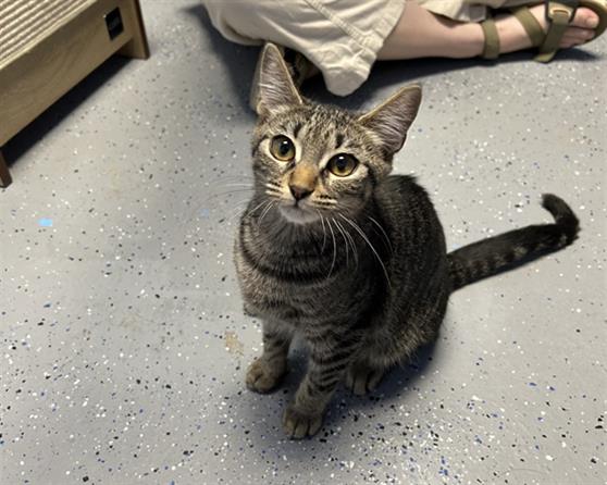 adoptable Cat in Ames, IA named XARA