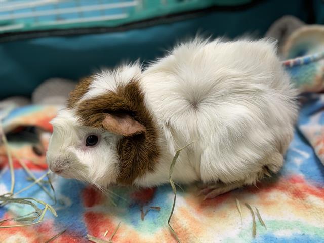 adoptable Guinea Pig in Ames, IA named RICHARD