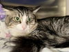 adoptable Cat in Ames, IA named ULRICH