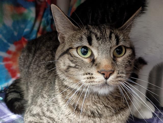 adoptable Cat in Ames, IA named BOOG