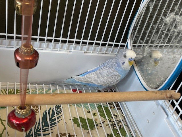 adoptable Bird in Ames, IA named SWEETSY