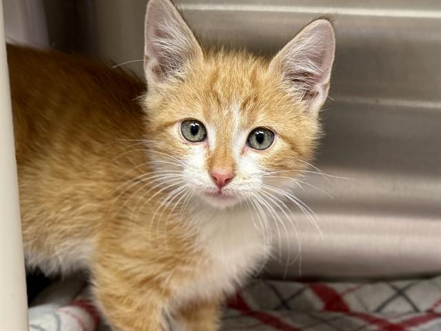 adoptable Cat in Ames, IA named LIMBURGER