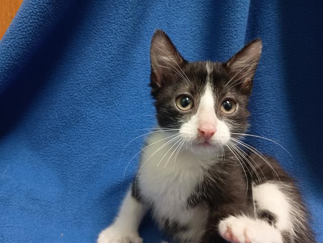 adoptable Cat in Ames, IA named BEWTS