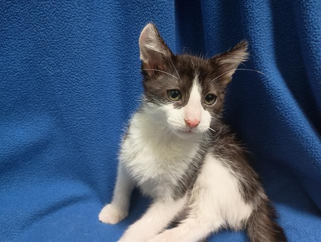 adoptable Cat in Ames, IA named KYDA