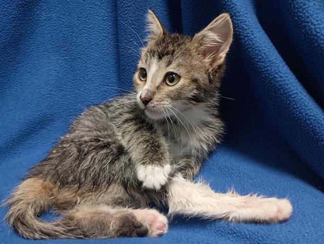 adoptable Cat in Ames, IA named DAXX