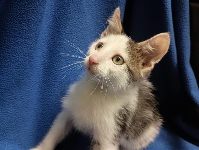 adoptable Cat in Ames, IA named SAMHAIN