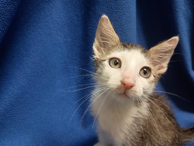 adoptable Cat in Ames, IA named GOLDIE