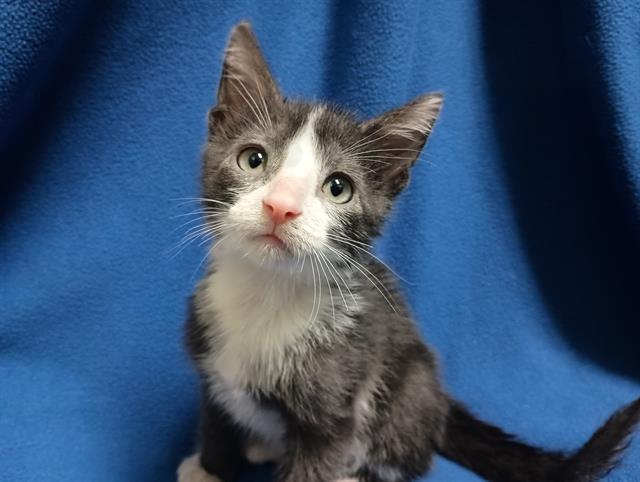 adoptable Cat in Ames, IA named ASHE