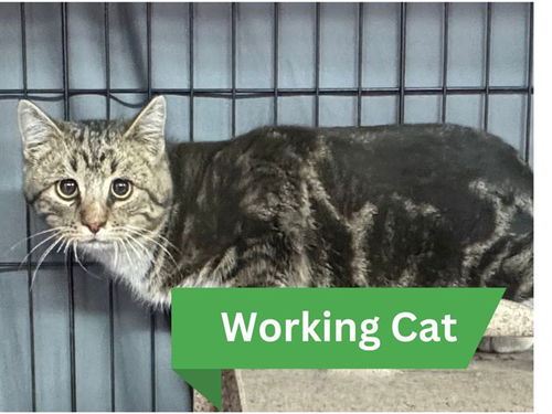 picture of the cat needing adoption