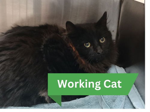 picture of the cat needing adoption