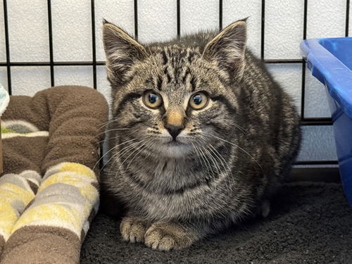 picture of the cat needing adoption