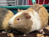 adoptable Guinea Pig in  named TITO