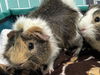 adoptable Guinea Pig in  named CARLOS