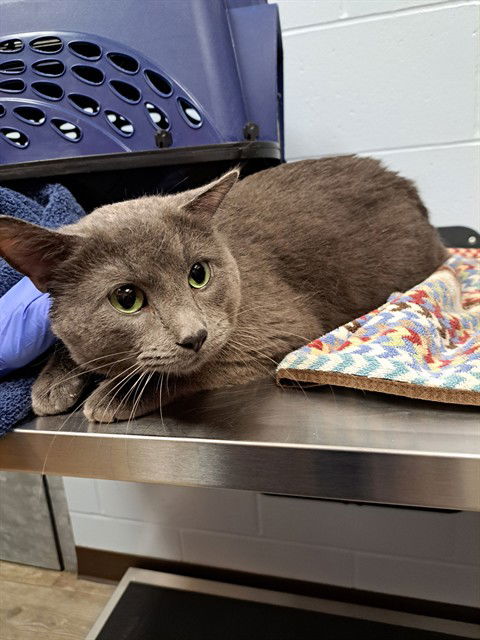 picture of the cat needing adoption