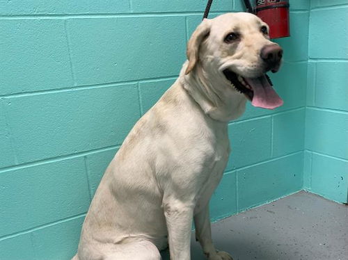 picture of the dog needing adoption