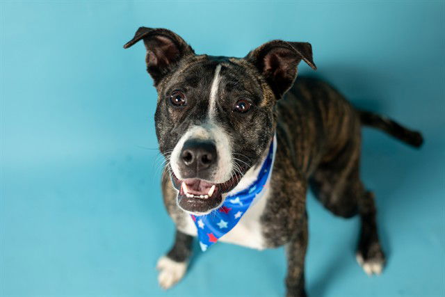 adoptable Dog in Ames, IA named PAULA