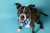 adoptable Dog in  named PAULA
