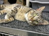 adoptable Cat in , IA named MOBLEY