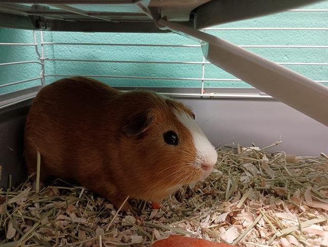 adoptable Guinea Pig in Ames, IA named PEANUT
