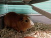 adoptable Guinea Pig in  named PEANUT