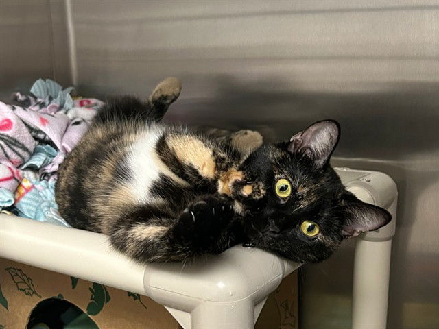 adoptable Cat in Ames, IA named ZOEY