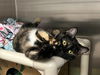 adoptable Cat in , IA named ZOEY