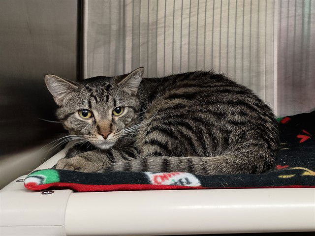 adoptable Cat in Ames, IA named JOEY