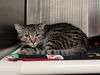 adoptable Cat in , IA named JOEY