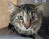adoptable Cat in , IA named GIOVANNA