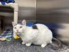 adoptable Cat in , IA named DOLCE