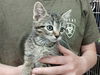 adoptable Cat in , IA named GIVENCHY