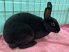 adoptable Rabbit in , IA named LUCA