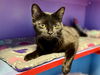 adoptable Cat in , IA named KLINKLANG