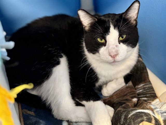 adoptable Cat in Ames, IA named MANNY