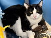 adoptable Cat in , IA named MANNY