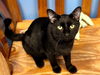adoptable Cat in , IA named BLACKIE