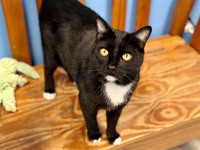 adoptable Cat in Ames, IA named BLACKJACK