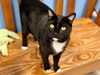 adoptable Cat in , IA named BLACKJACK
