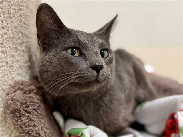 adoptable Cat in Ames, IA named STEVE