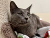 adoptable Cat in , IA named STEVE