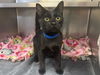 adoptable Cat in , IA named CHOCOLATE