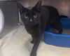 adoptable Cat in , IA named DOMIE