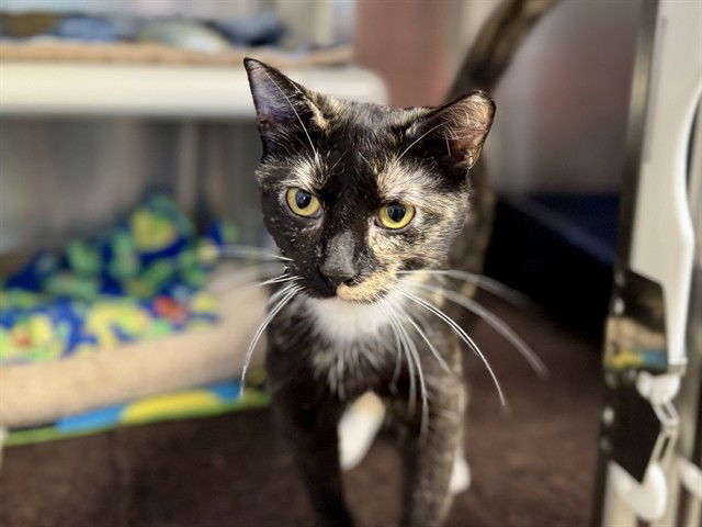 adoptable Cat in Ames, IA named TORI