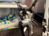 adoptable Cat in , IA named TORI
