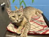 adoptable Cat in , IA named BUTTERFLY