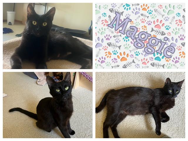 adoptable Cat in Ames, IA named MAGGIE