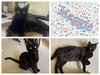adoptable Cat in , IA named MAGGIE