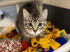 adoptable Cat in , IA named BOWSER